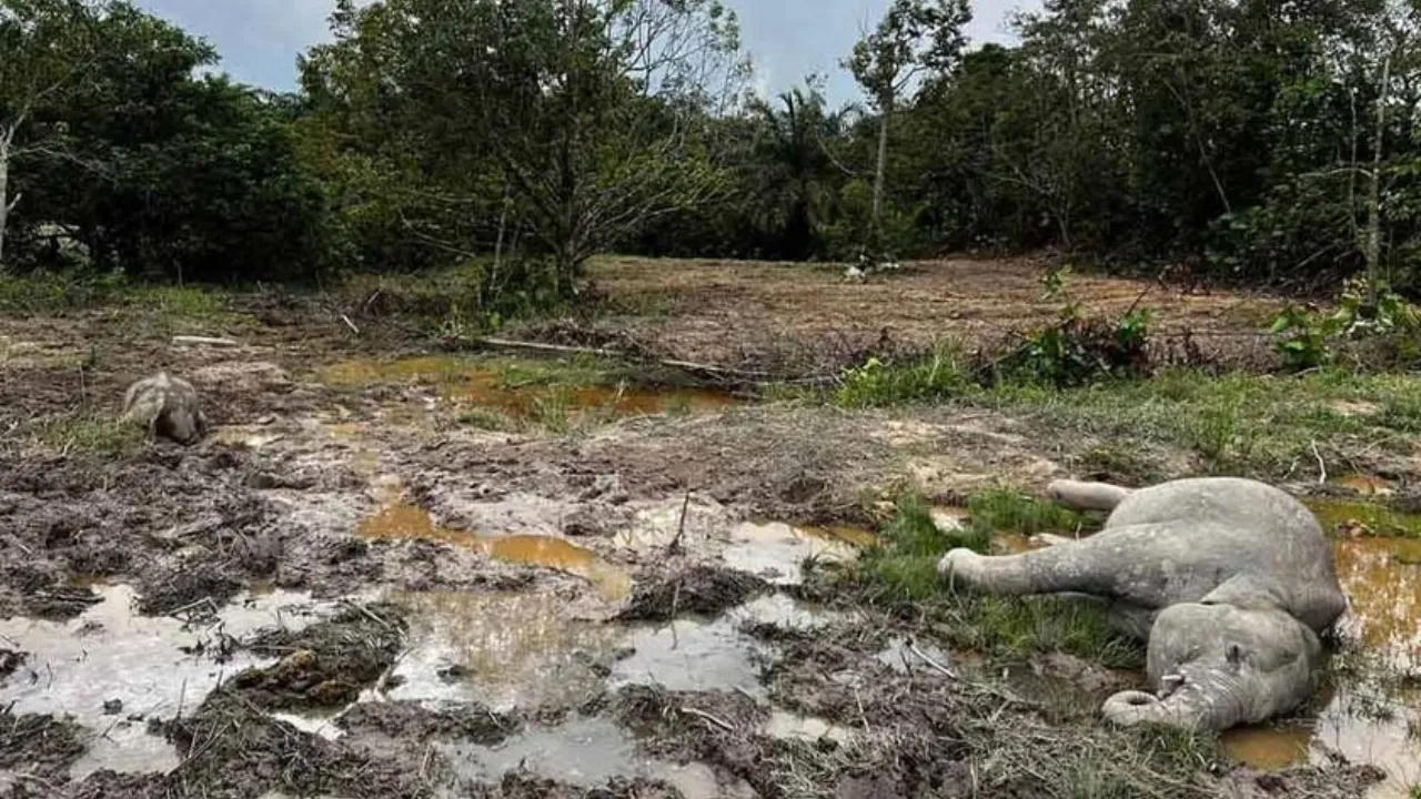 Penyelidikan Mendalam Atas Kematian Empat Gajah Di Kluang Johor